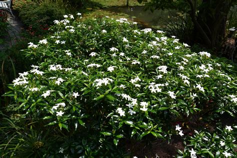 珍珠馬茶花